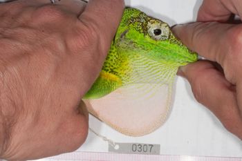 Media type: image;   Herpetology R-186214